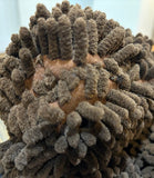 Bargain Bin Henry le hérisson 8" hedgehog