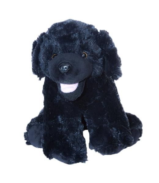 Teddy bear chien discount